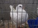 DSCF2944