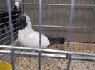 DSCF2946