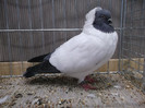 DSCF2947