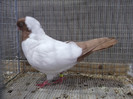 DSCF2951