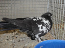 DSCF2953