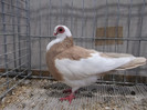 DSCF2956