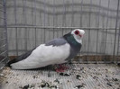 DSCF2957