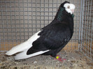 DSCF2960