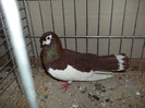 DSCF2978