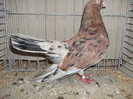 DSCF2984