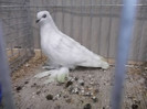 DSCF2994