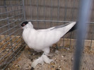 DSCF2995