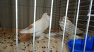 DSC02136