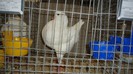 DSC02155