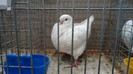 DSC02218