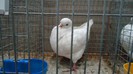 DSC02219