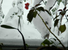 DSCN3451