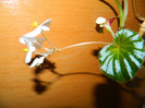 DSCN3507