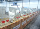 P1130619