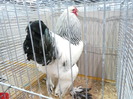 P1130620