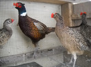 familie fazan comun