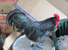 Cocos Australorp 94 puncte leipzig