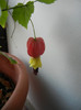 Abutilon megapotamicum (2012, Dec.08)