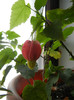 Abutilon megapotamicum (2012, Dec.11)