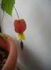 Abutilon megapotamicum (2012, Dec.11)