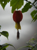Abutilon megapotamicum (2012, Dec.11)