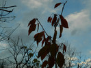 DSCN2740