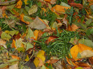 DSCN2764