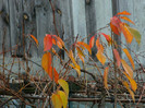 DSCN2769