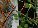DSCN2770