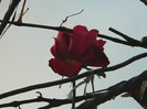 DSCN2771