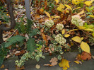 DSCN2783