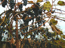 DSCN2786