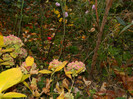 DSCN2805