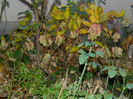 DSCN2823