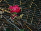 DSCN2824