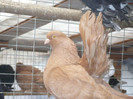 crang 2012 045