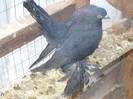crang 2012 063