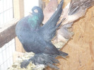 crang 2012 061