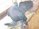 crang 2012 062