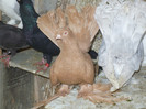 crang 2012 084