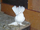 crang 2012 195