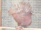 crang 2012 097