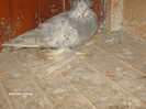 Picture 003