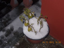 DSCN5699_1184
