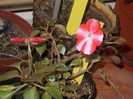 DSCN5729_1211