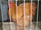 SDC11721