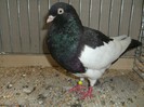 COTOFANA POLONEZA
