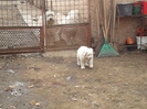 2012-12-05 femele 2