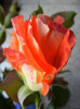 Rose Monica (2012, December 04)